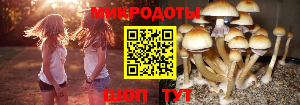 Псилоцибиновые грибы Psilocybe Белгород